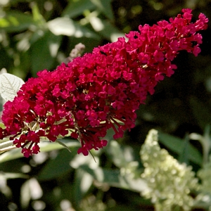 Buddleia Royal Red 01